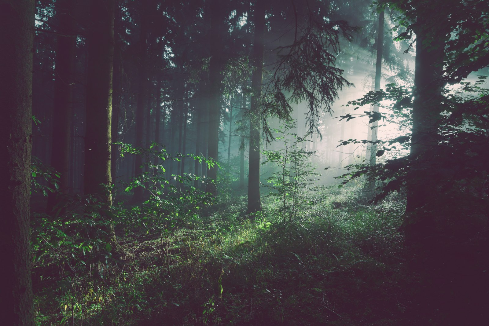 Se reconnecter à la nature